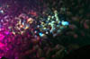butch_crowd3