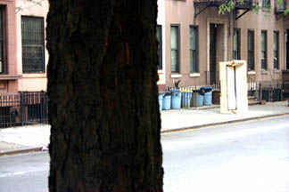 two trees