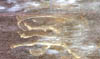 liquid gold